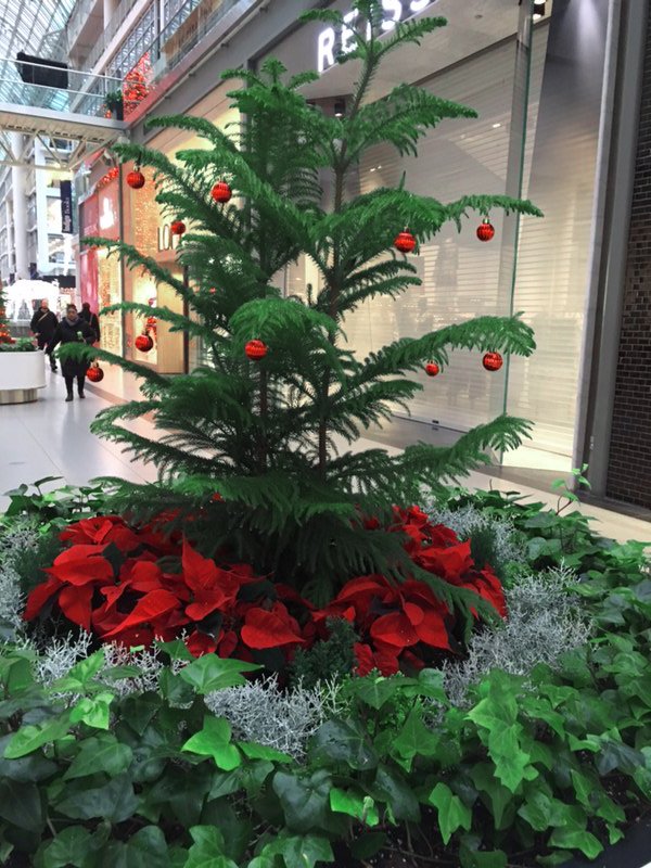 ONLY 36 days till Christmas 🤭🎁 Make sure to check out our new Holiday planters at Eaton Centre ☃️ #eatoncentre  #holidayplanters #downtown #tistheseason #christmas2018 #interiorlandscaping #landscapephotography #MondayMotivation #landscapeontario #floraldesign #seasonalplanters