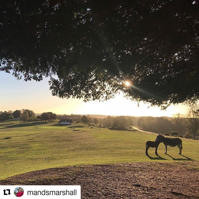 NewForestNPA's tweet photo. What an amazing shot by @mandsmarshall of Bolton's Bench, Lyndhurst ❤ Don't forget to tag @newforestnpa in your photos or use #newforest 📸 we love seeing them!
•
•
•
•
•
#newforest #nationalpark #autumn #lyndhurst #boltonsbench #landscape #lovewh… https://t.co/hXoCWZpe16 https://t.co/w9UU2c6BOe