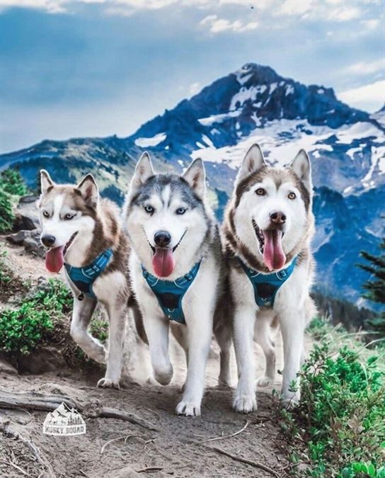 Animal Hub tweet media