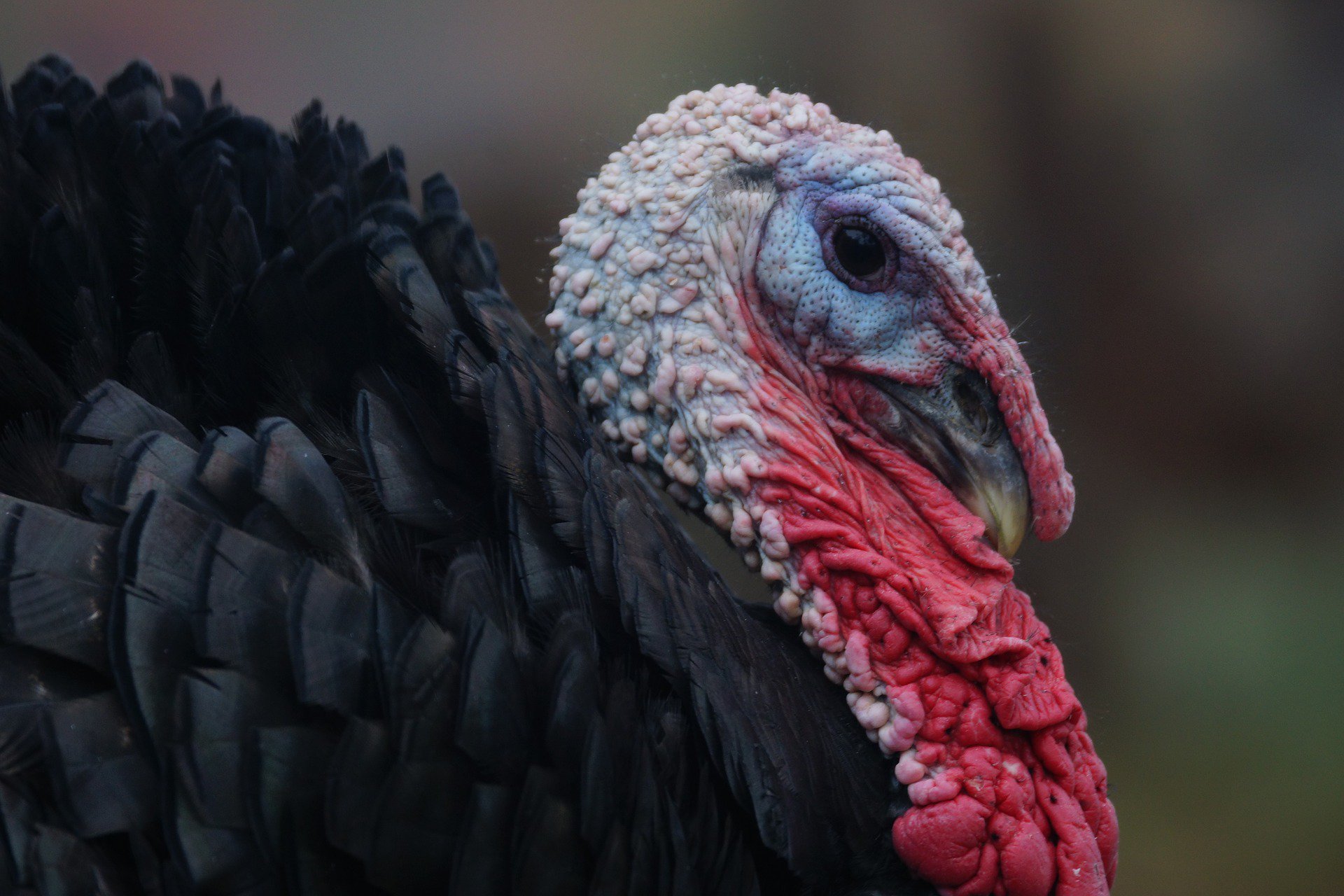 PETA on Twitter "Male turkeys are bigger and have more colorful