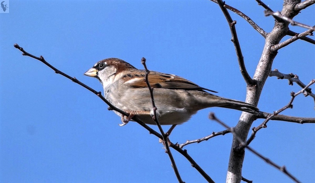PKBook22's tweet photo. @btnhovewildlife You asked for Sparrow photos....
@btnhovewildlife @SussexWildlife  @BBCNatureUK @i_iove_nature @iNatureUK @NearbyWild @wildlife_uk @Birds_UK #wildlife #wildlifephotography #Brighton #bird #mygarden #NaturePhotography #naturelovers #naturelovers #birdphotography https://t.co/9uprZC0Bue