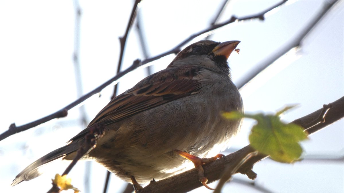 PKBook22's tweet photo. @btnhovewildlife You asked for Sparrow photos....
@btnhovewildlife @SussexWildlife  @BBCNatureUK @i_iove_nature @iNatureUK @NearbyWild @wildlife_uk @Birds_UK #wildlife #wildlifephotography #Brighton #bird #mygarden #NaturePhotography #naturelovers #naturelovers #birdphotography https://t.co/9uprZC0Bue