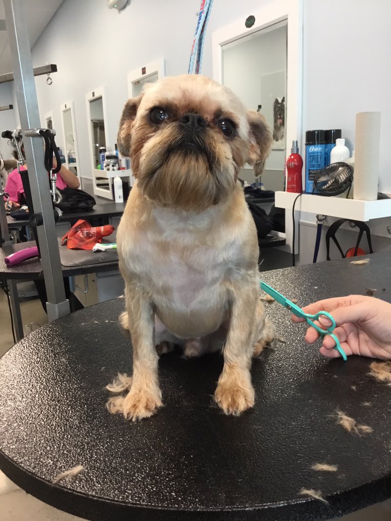 Some fur babies getting spruced up before the holiday. We still have appointments for Tuesday and Wednesday available so call to book now 704-809-5031 #petsmartgroomery #denvergroomery #denvernc #denverdogs
