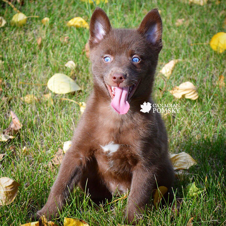 CanadianPomsky's tweet photo. Happy Monday from Canadian Pomsky! #pomskiesoftwitter #pomsky #pomskypuppy #pomskynation #minihusky #pomhusky #puppy #yycdogs #calgarydogs #puppies #dogsoftwitter #adoptme #cute #adorable #doglovers #pomskies https://t.co/jwCysn4OEJ