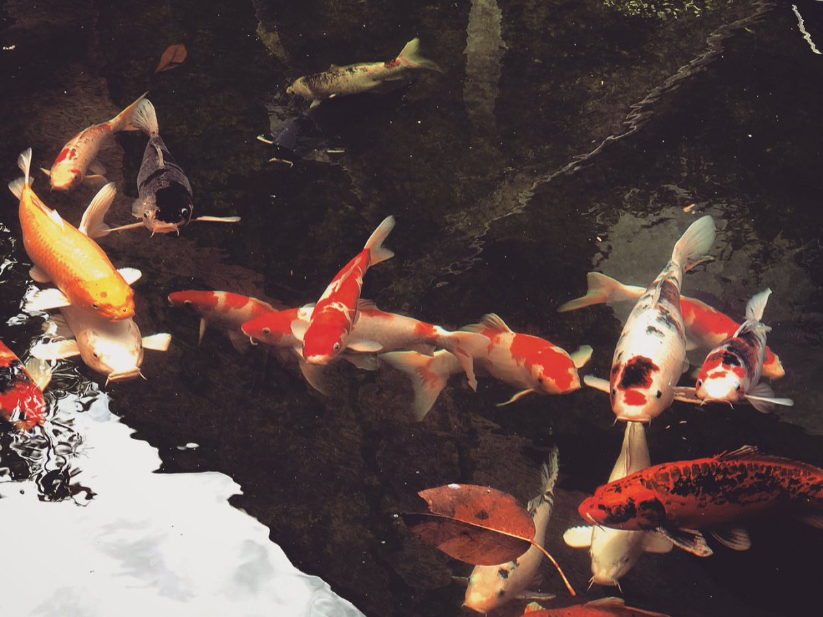 ptuancx3's tweet photo. 🎞 こい
#picbyme
#Carp
#Fancycarp
#moment
#goodtimes https://t.co/nuYMxKv2Ya