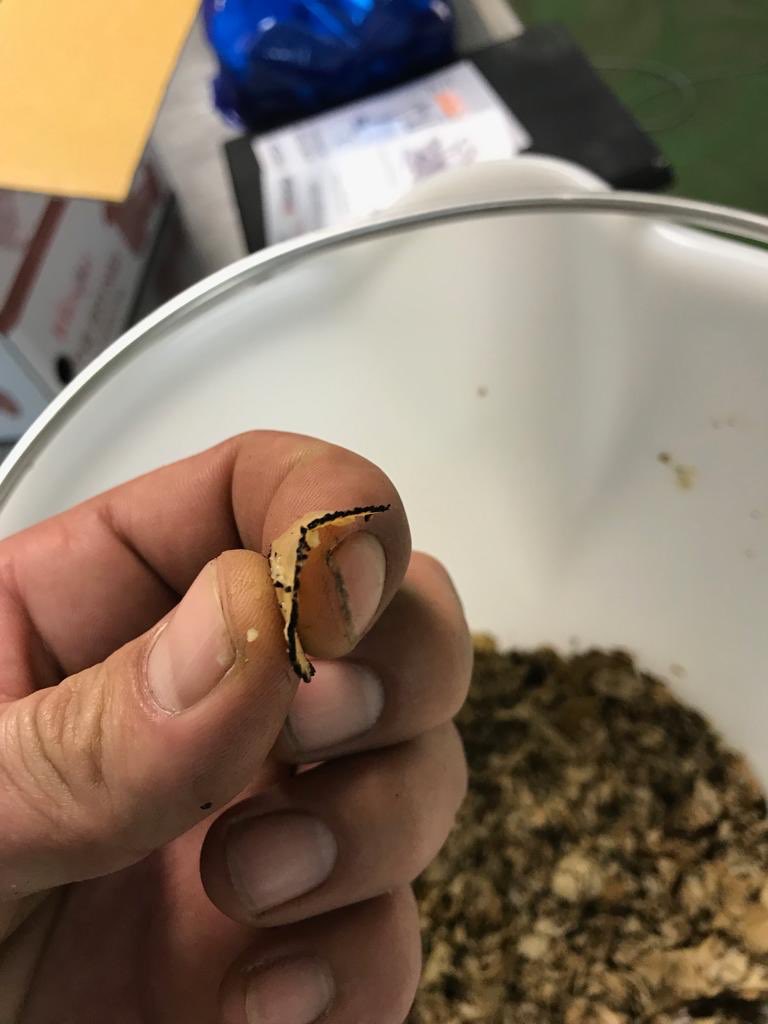 MachinesFoodPro's tweet photo. Maquina para el corte y rallado de #trufas  espesores muy finos (0,3mm) , rapido cambio de cuchilla #truffle #delicatesen #tofona #tofones #tubermelanosporum #tuber #Tuberbrumale #Tuberaestivum #Tuberuncinatum #Tubermesentericum #tubermagnatum #fungi https://t.co/DxAdRW0jMR