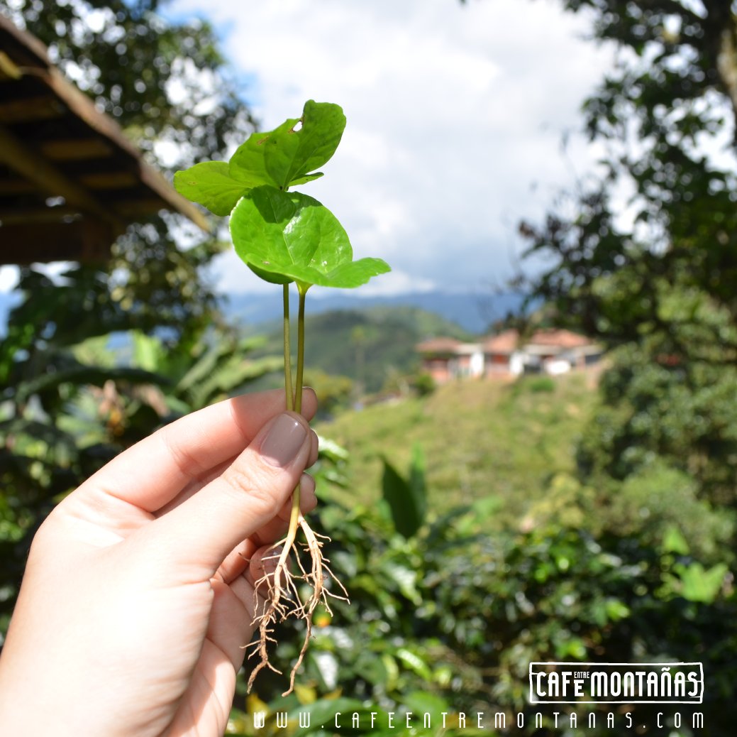 cafeentremon's tweet photo. Vivamos juntos una experiencia #DeLaSemillaALaTaza en #CaféEntreMontañas, Reserva ahora https://t.co/C1QgQVcnXF ☕️🇨🇴 #Salamina #Colombia #FelizLunes https://t.co/FWqOVYe3oP