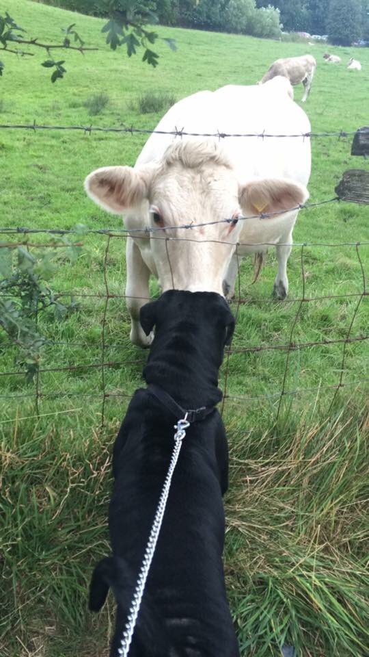 29. I’ve met cows and sheepAnd got my head stuck in the fence and it turned green