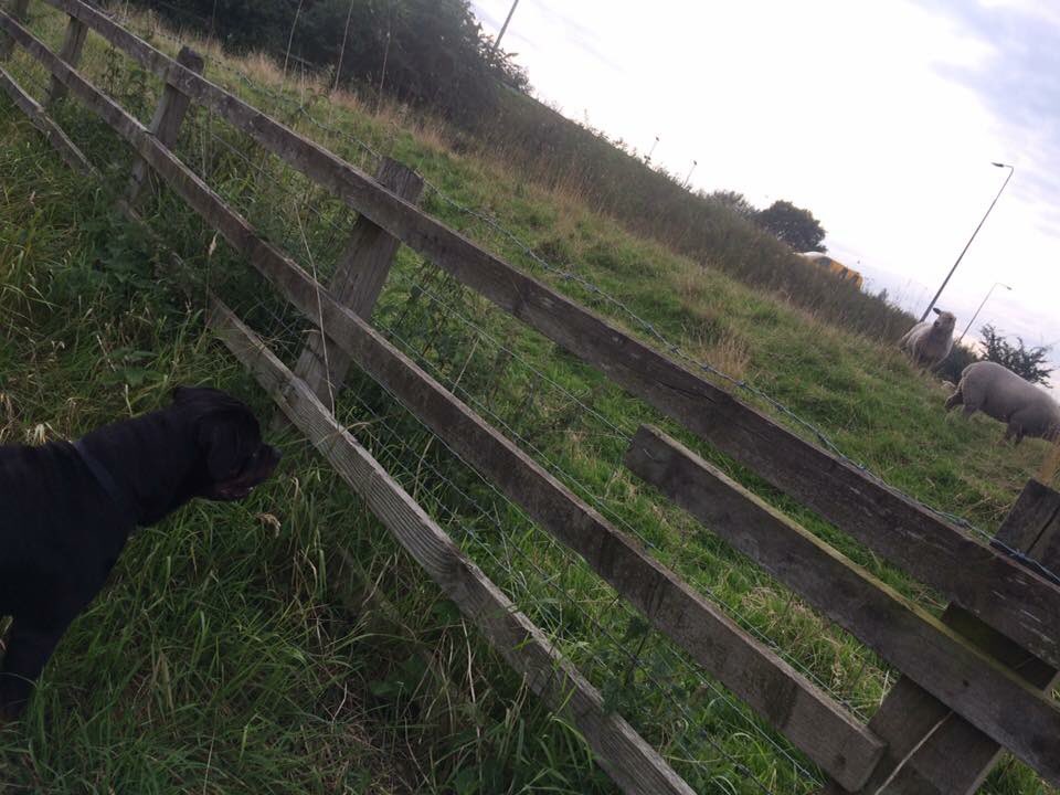 29. I’ve met cows and sheepAnd got my head stuck in the fence and it turned green