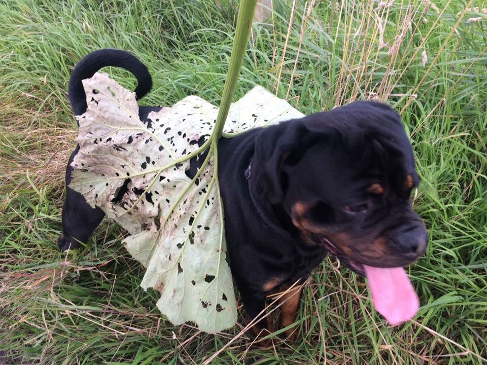 28.Two silly photos of me on walks, with my big tongueMy leaf umbrella