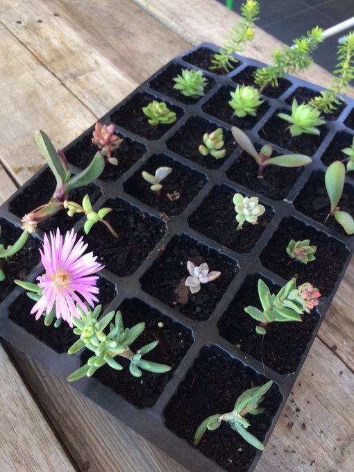 Baby plant family 💖😊 https://t.co/d6MgGK6iXl