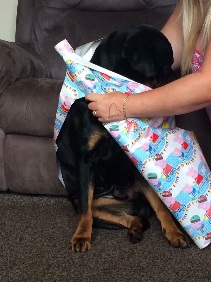 33.Penny said that she wanted a ‘Gus dog’ for her birthday so my family pretended to wrap me up for her birthday and then she came to unwrap me