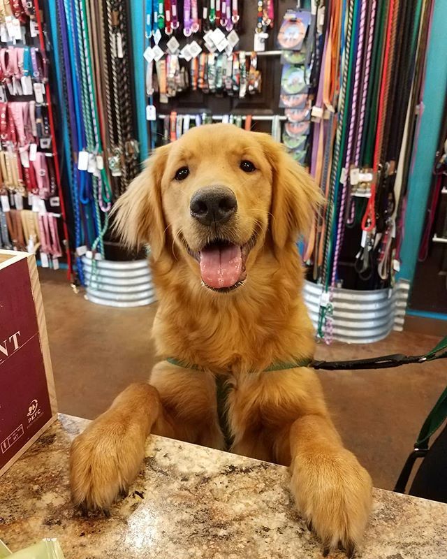Excuse me, can you pawse and give me a treat? 🐶🍪💚
.
.
.
#dog #goldens #goldenretriever #cutegolden #goldensofinsta #retrieverdogs #retrieversofinsta #goldenconfidence #paws #smiles #dogsmiles #cutie #instadog #instapuppy #pnwpups #dogboutique #lovedogs #weeklyfluff #nobhill …