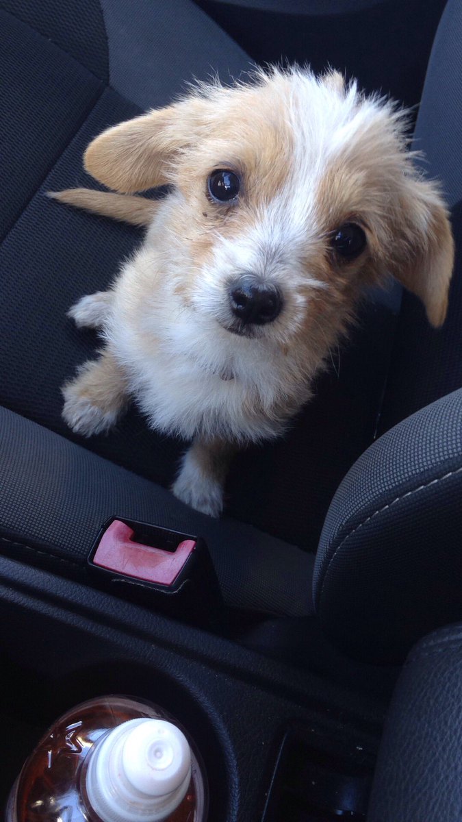 Tabitha_67's tweet photo. Forgot to let Twitter know, but look at my puppy 🐶 meet zoey 🥰 https://t.co/4vJSgSw5ob