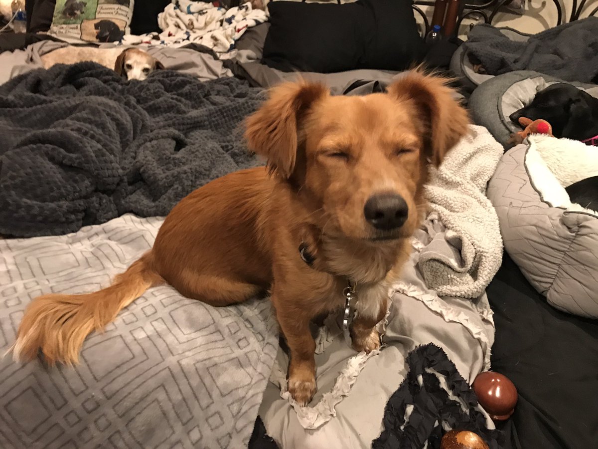 jasakpack14's tweet photo. Just living da dreem. #doxiesrock #doxies #dachshundsoftwitter #dachshunds https://t.co/LsWkvOw2KV