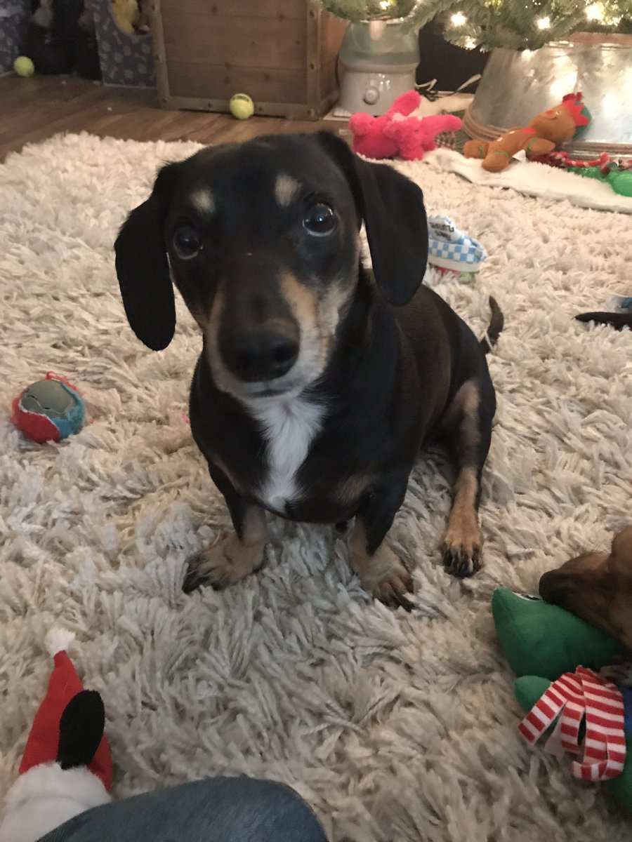 jasakpack14's tweet photo. Just living da dreem. #doxiesrock #doxies #dachshundsoftwitter #dachshunds https://t.co/LsWkvOw2KV