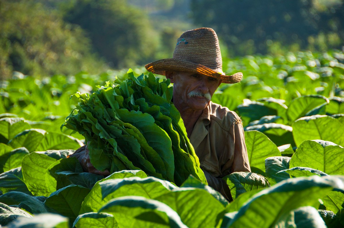 EmbacubaNZ's tweet photo. Cuba Photo Contest! In 2019 we celebrate 20 years of diplomatic relations with #NewZealand. We´ll be partnering with #HavanaCoffeeWorks, so kiwis and anyone “down under” been to #Cuba start digging in your files. More info coming very soon! https://t.co/i2bCrKSu2d