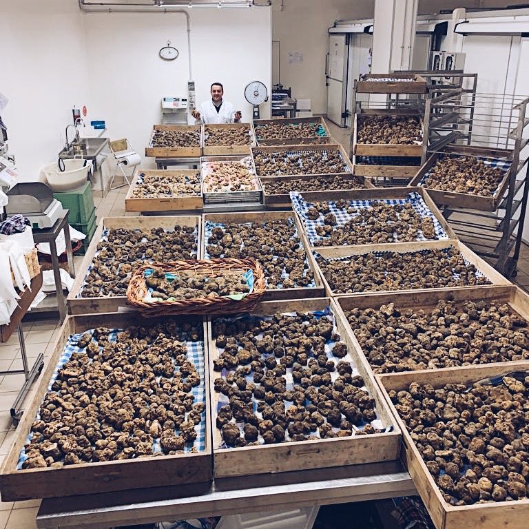 Over 1,000 lbs of whites 😍 Heaven on Earth. #UrbaniTruffles <a href="/UrbaniTartufi/">Urbani Tartufi</a>
