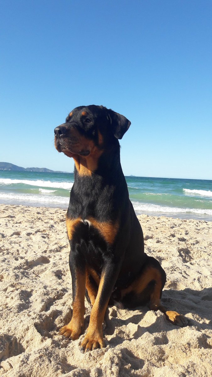 Caio21042531's tweet image. HULK NELAS❤️💸⚽️