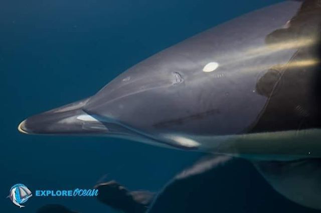 Explore_Ocean's tweet photo. 🐬🐬 Ce dauphin nous a suivi tout l'été et on le reconnaît très bien grâce à la tâche à côté de son éventuelle 🐘🐬🐬 #dauphin #cetacean #whalewatch #exploreocean #sudouest #saintjeandeluz #catamaran #ocean #photographer #paysbasque #euskalherria #wil… https://t.co/W6hdhNwnh0 https://t.co/vvkd4j09fk