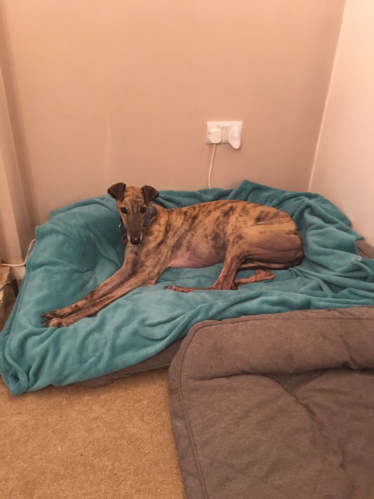 GreyhoundRayna's tweet photo. @Questhousewoods This is my brother @FreddieTheGrey currently being super chilled on his big bed! https://t.co/JBO7fhjJLa
