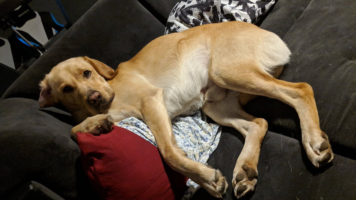 EpwScotty's tweet photo. Chillaxen auf meiner Couch Bitches https://t.co/vCNsqnb97A