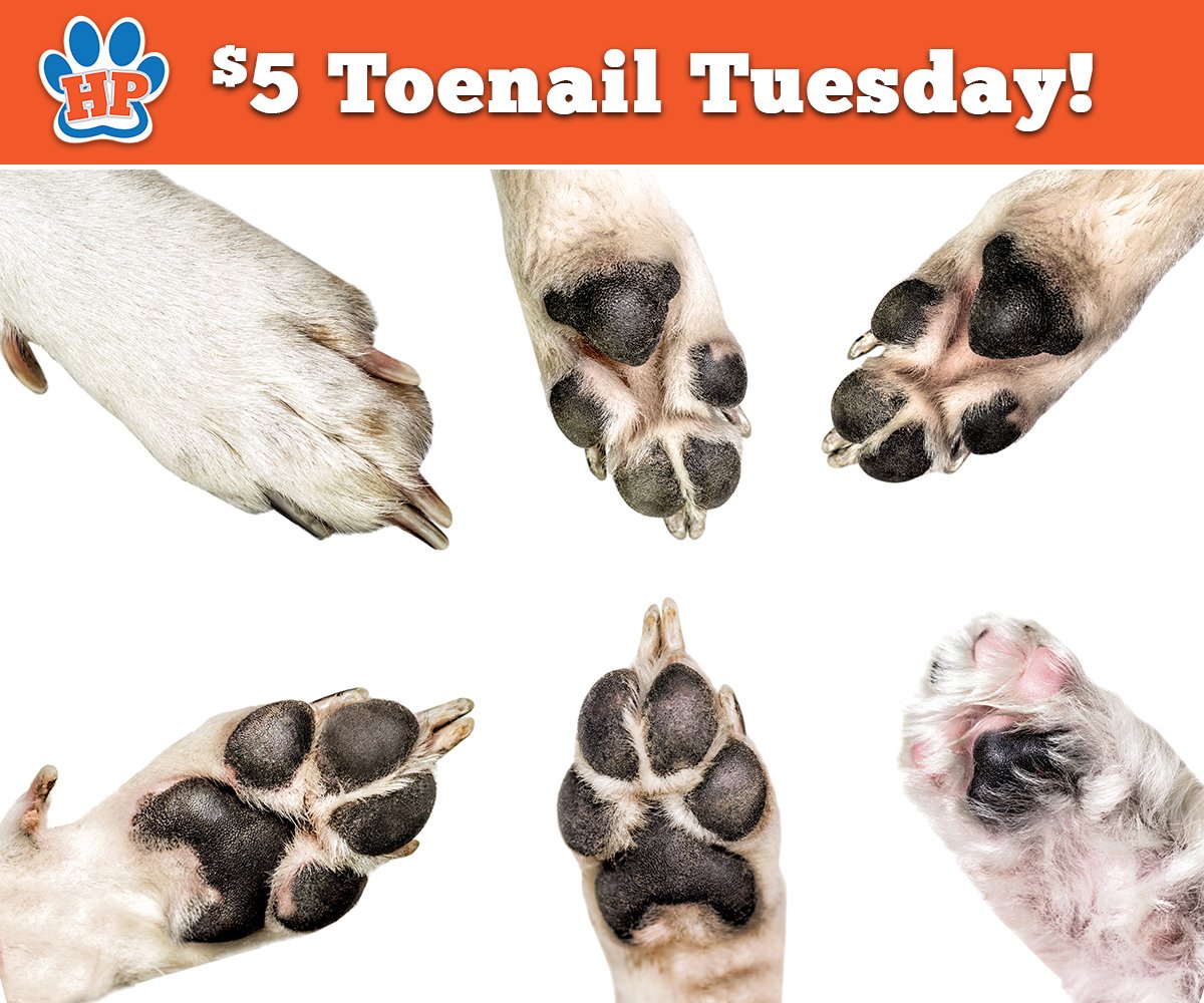 HealthiPaws's tweet photo. Every Tuesday at Healthi Paws North is $5 Toenail Tuesday 9 a.m. - 6 p.m. Visit our website for full details: https://t.co/9TGWi58oJ3 https://t.co/uz2KYAH3sp