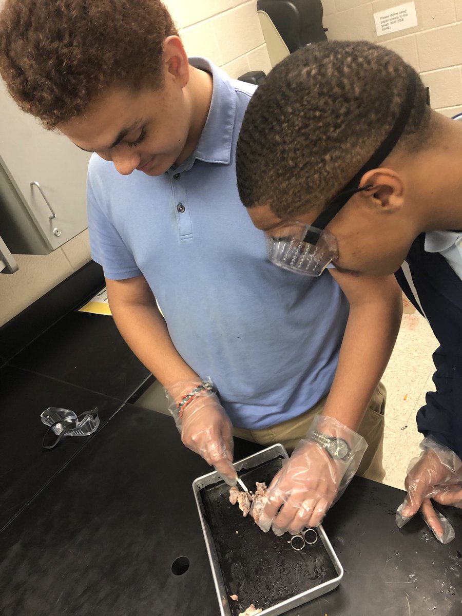 BeckyFunderburk's tweet image. Cow eyes anyone?? Ss in Ms Grice 8th grade science class worked collaboratively to dissect cow eyes today.