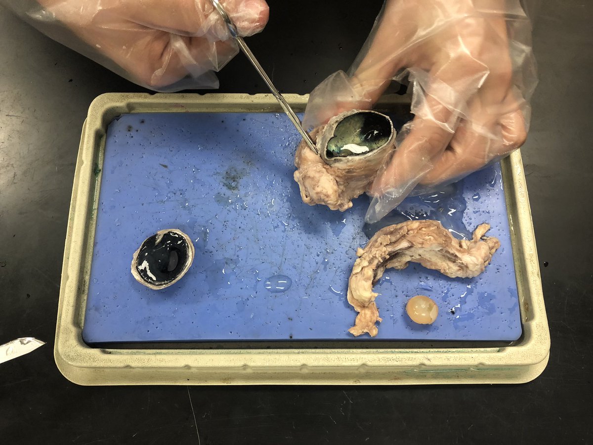 BeckyFunderburk's tweet image. Cow eyes anyone?? Ss in Ms Grice 8th grade science class worked collaboratively to dissect cow eyes today.