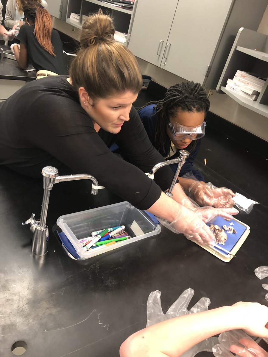 BeckyFunderburk's tweet image. Cow eyes anyone?? Ss in Ms Grice 8th grade science class worked collaboratively to dissect cow eyes today.