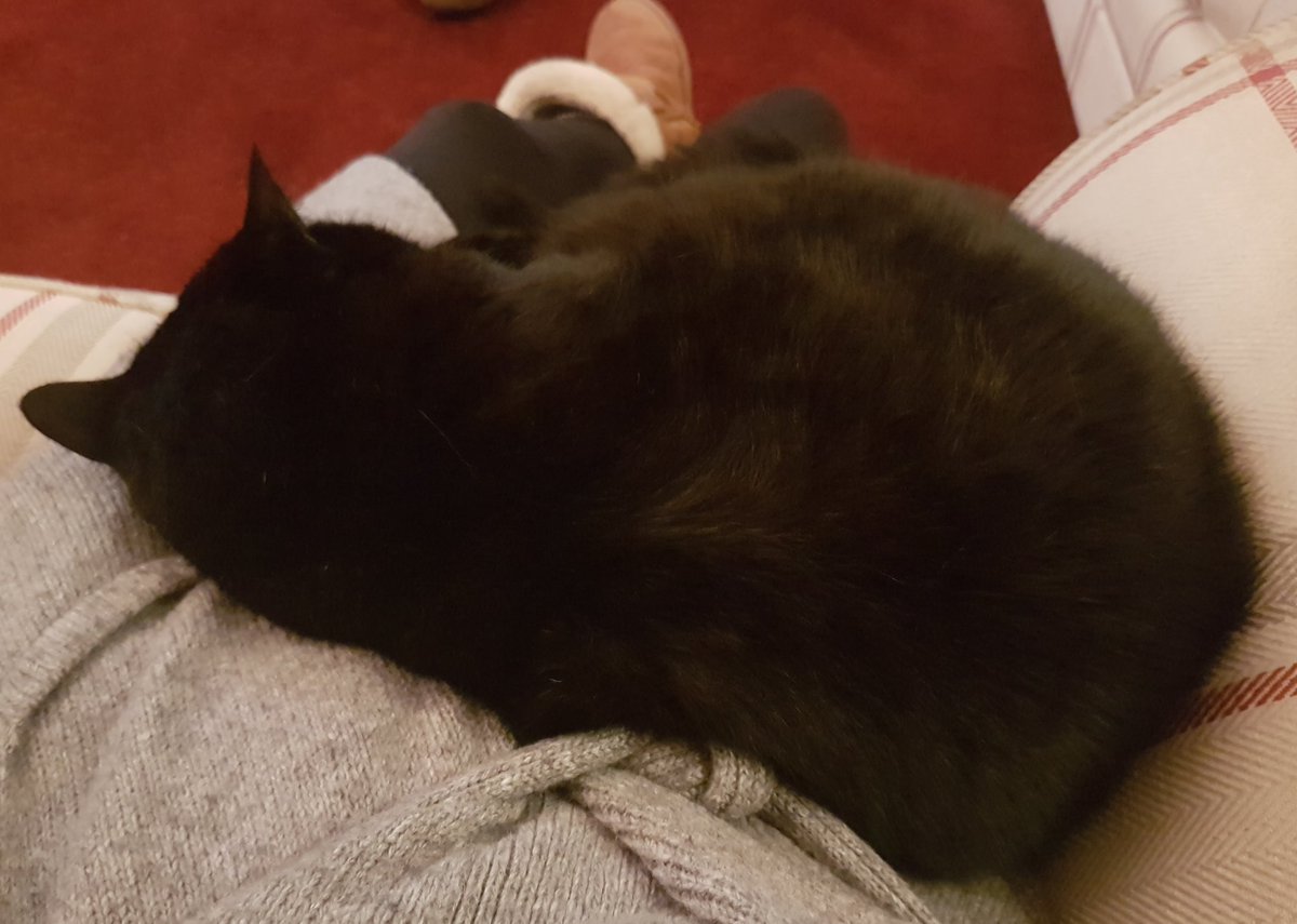 goodsimplelife's tweet photo. Just an evening in front of the telly and #cuddles with #myboy
#CatsOfTwitter #lapcat #Icantmoveuntilhemoves #mysimplethings https://t.co/CN5dBFBShE