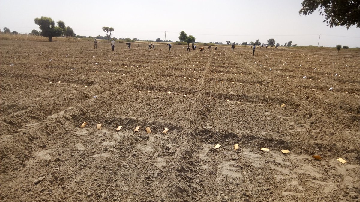 Tjoflcri's tweet photo. Establishing National and international  nurseries of Bread #Wheat , #Durum Wheat and barley from @CIMMYT and @ICARDA in LCRI experimental farm at Hadeja in Jigawa State under irrigated conditions. @CGIAR @fillobax @w_tadesse @DrHikov @MalaKachalla https://t.co/xc9L7ET2n2
