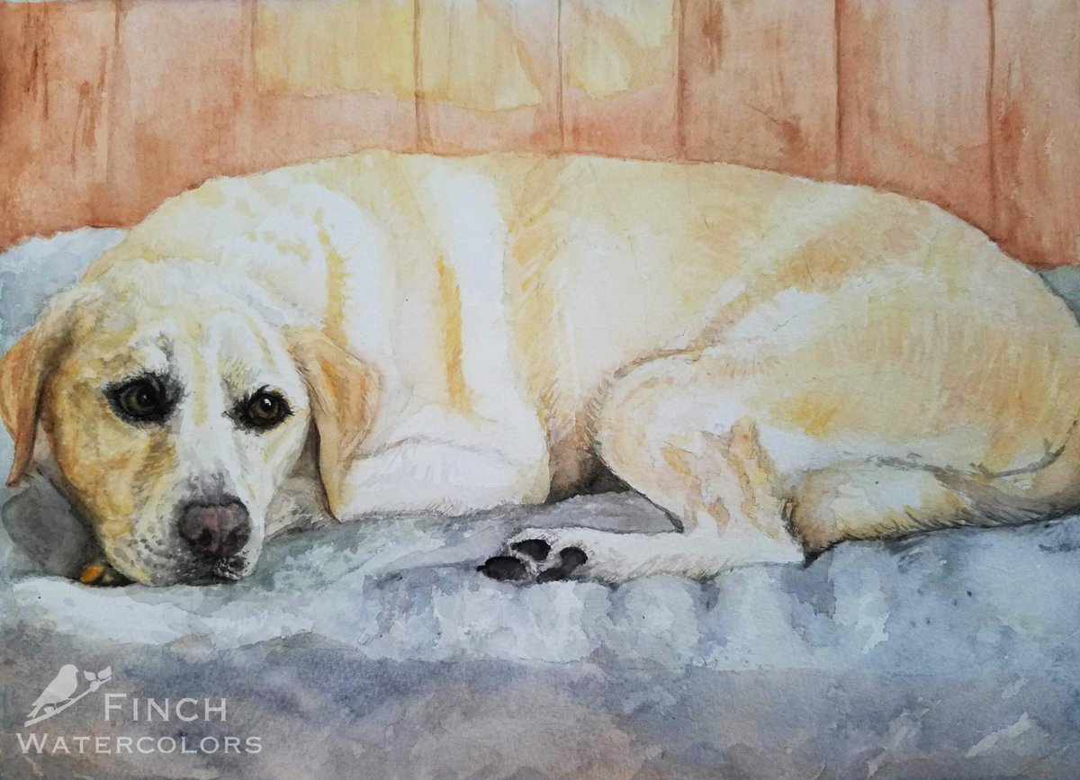 Finch_Minis's tweet photo. Just some recent #watercolor #painting commissions I've done. I love painting doggos and kitties!  RIP to all these good boys and girls. 👼🎨🐶🐱 https://t.co/U5uyTWUpwS