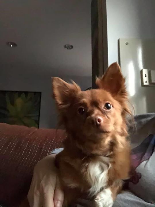 Lost Dogs Illinois On Twitter Is This Your Lost Dog Chicago