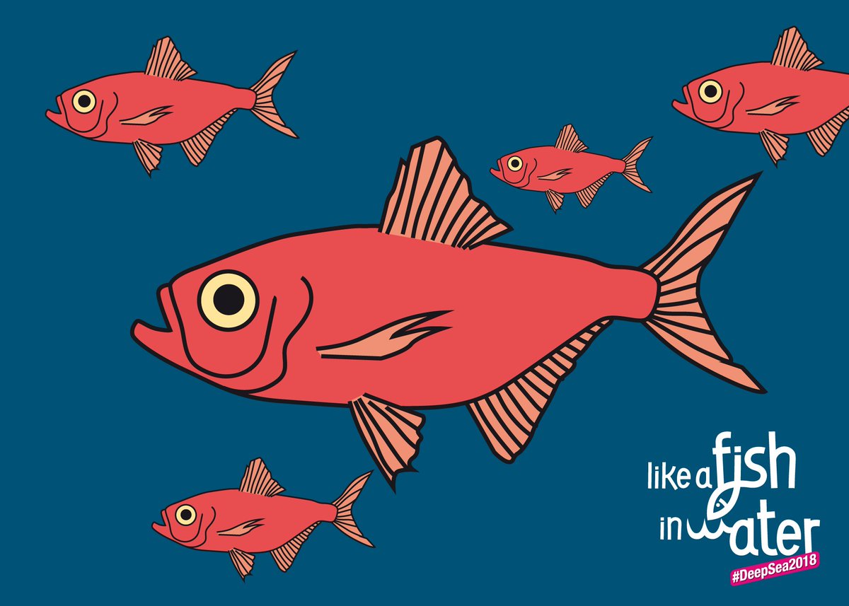 BirdsMatter_ie tweet media