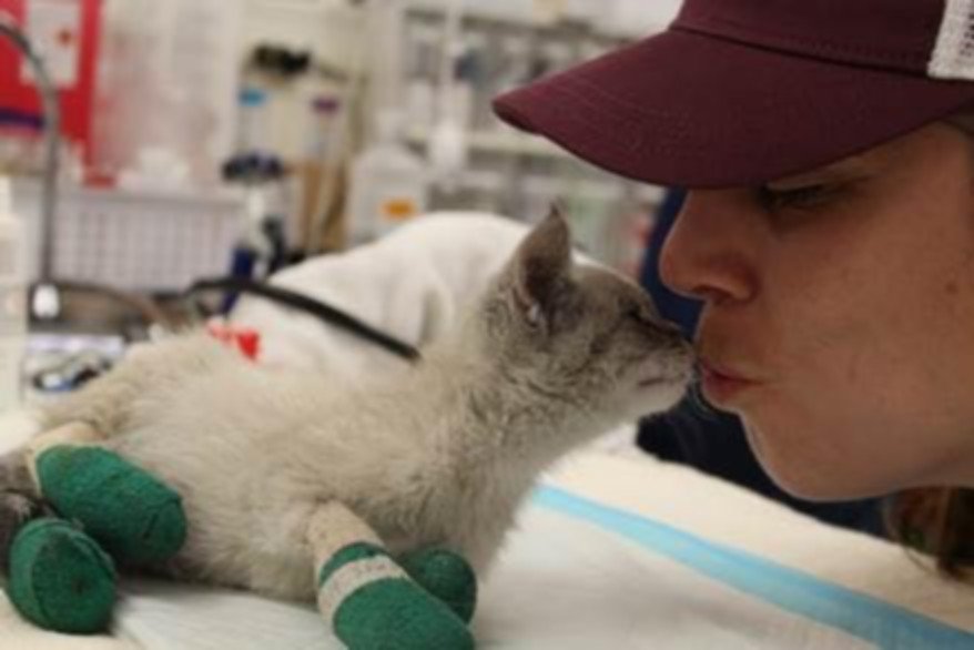 SF agencies mobilize to save animals injured or lost in Camp Fire — here's how you can help hoodline.com/2018/11/sf-age… by <a href="/cheryl_guerrero/">Cheryl L. Guerrero</a>