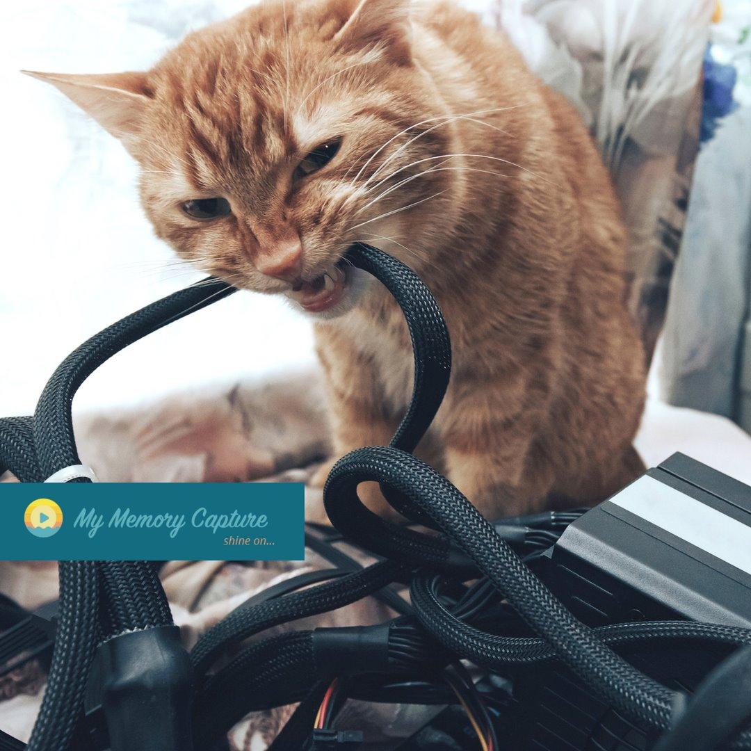 mymemorycapture's tweet image. Curiosity can get the best of your cat because they have 9 lives. You only have one. Honor it by leaving your LIGHTS an MMC to be played on the day they come together to celebrate your life. bit.ly/2R6nIu5 #ShineOn #MyMemoryCapture