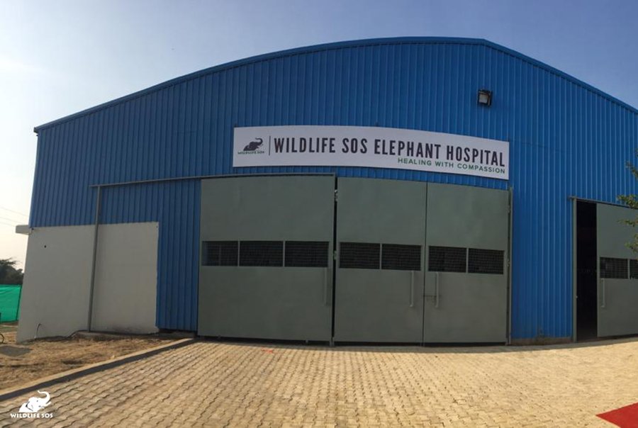 TreadRightOrg's tweet image. Incredible news from @WildlifeSOS who just opened #India's first ever elephant hospital! 🐘🏥

Congratulations to the entire Wildlife SOS team!  #MakeTravelMatter #RefuseToRide

bit.ly/2PGP0KI
