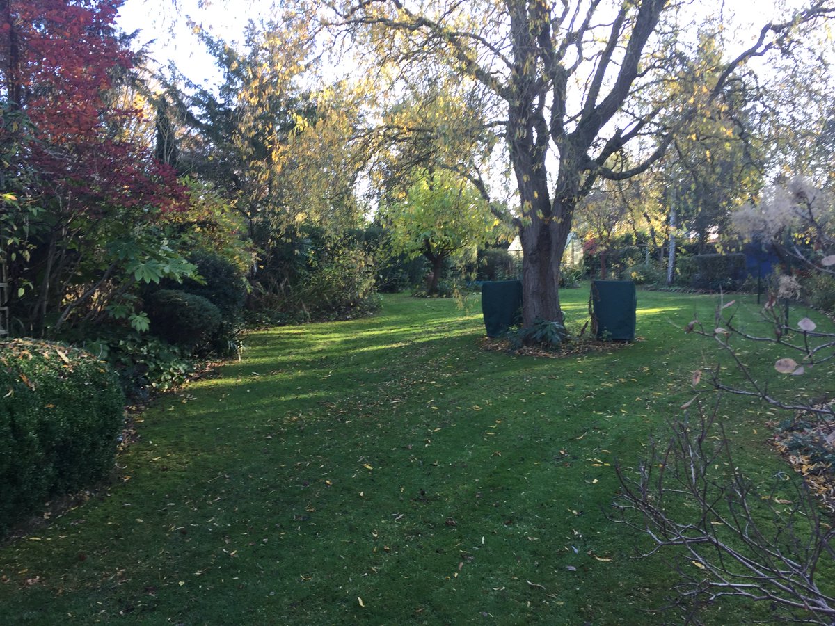 Mowed up about 1 cubic metre of leaves off the lawn at he weekend for #leafmould production #gardenshour