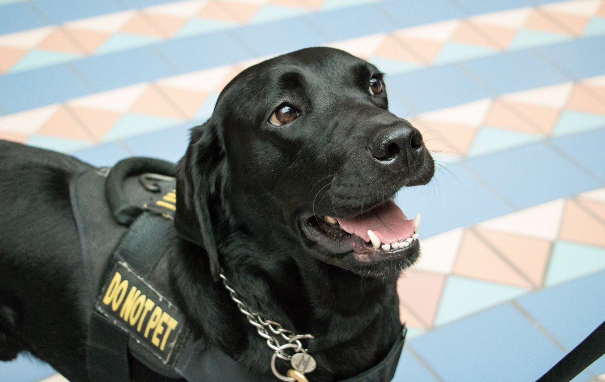 MCO's tweet photo. *Sees a hard-working airport security doggo with DO NOT PET vest*

Don't say it
Don't say it
Don't say it
Don't say it
Don't say it
Don't say it
Don't say it
Don't say it

Me: Can I pet him? https://t.co/IUIfj42cLy