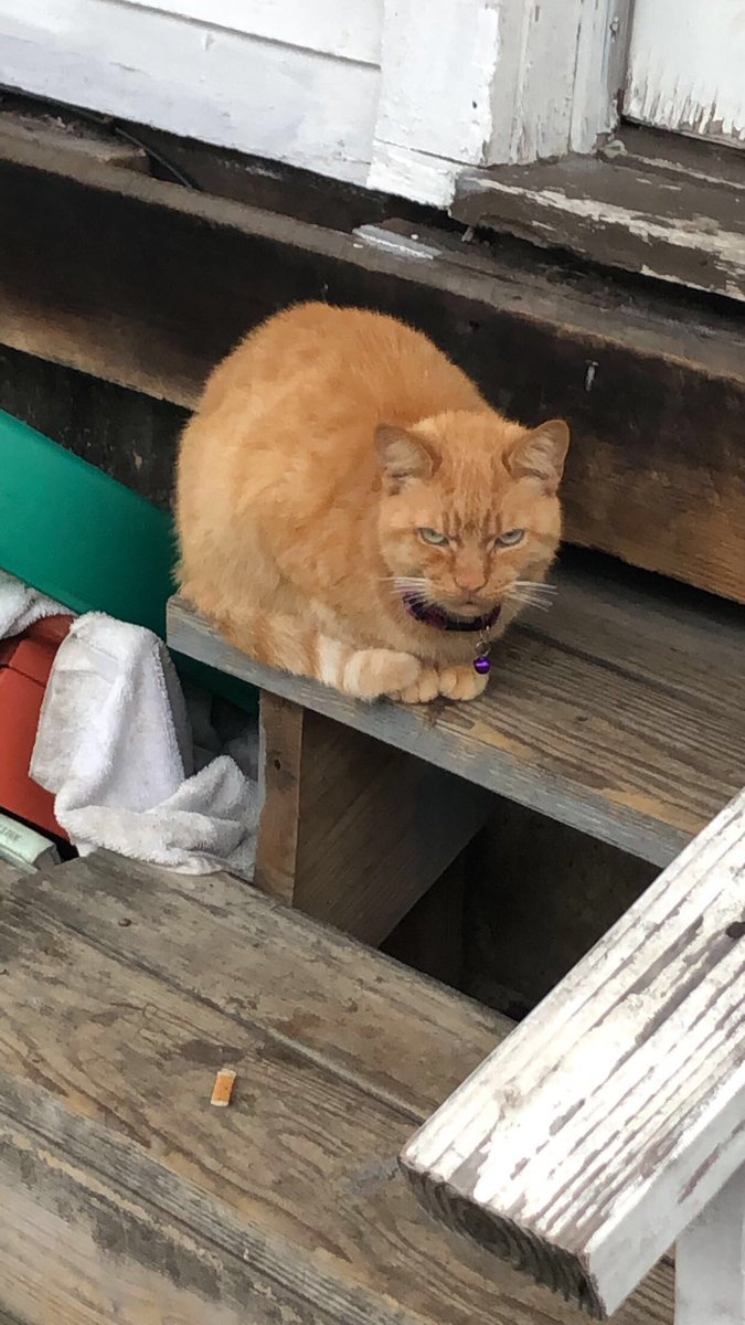JAYBAULO's tweet photo. Hey everyone look at this angry cat on my route #mailmanTweets #mailCat https://t.co/snFSQButSt