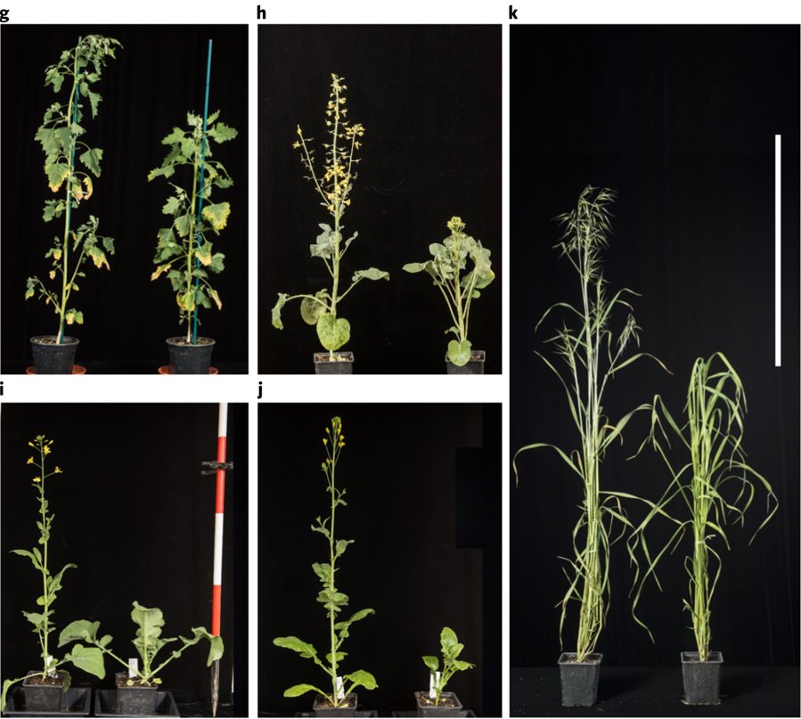 The 'A-Z' of #speedbreeding to fast-track plant research &amp; breeding now live on <a href="/NatureProtocols/">Nature Protocols</a>!

oat ✔️
pea ✔️
barley ✔️
quinoa ✔️
chickpea ✔️
grass pea ✔️
bread wheat ✔️
durum wheat ✔️
various Brassica species ✔️
Brachypodium distachyon ✔️

Paper here: goo.gl/ZDWEWs