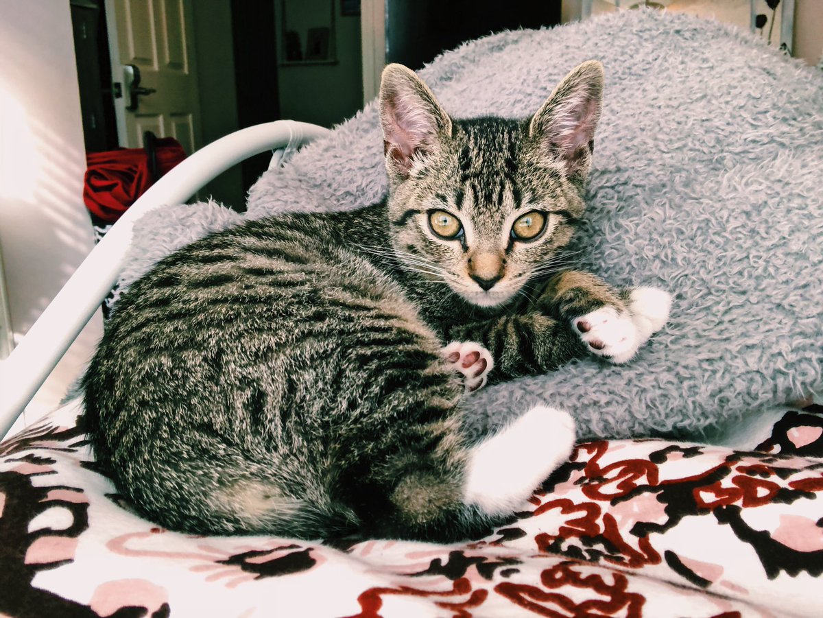 this cat is living the dream. meet Mo.