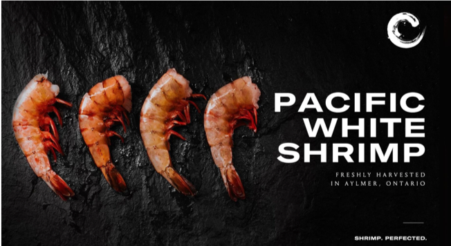 PlanetShrimpCo's tweet photo. We are proud to announce that we are now harvesting our Pacific White Shrimp 365 days a year, right here in Aylmer, Ontario! https://t.co/2mnIgLDrPX