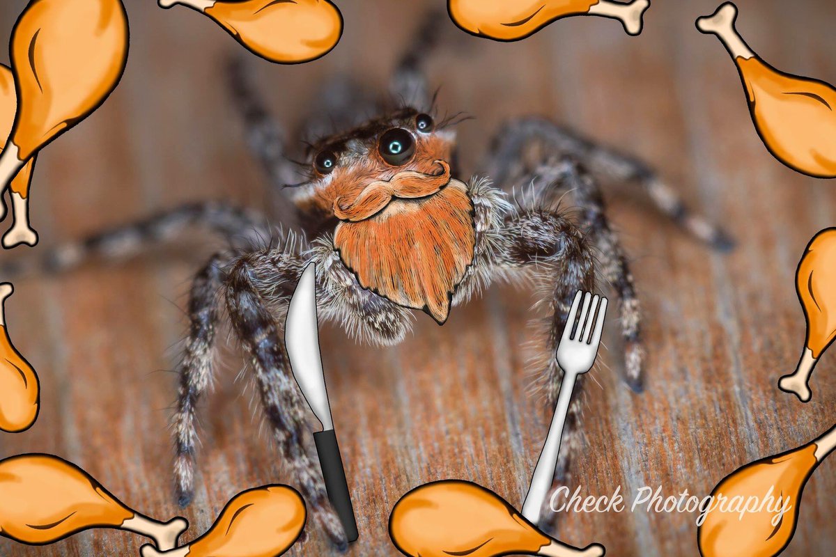 CheckPhotograph's tweet photo. Happy Monday Bugday! #checkphotography #mondaybugday #monday #canon #macro #macrophotography #macrophoto #macrobellows #nature #naturephotography #insect #insects #bug #outside #spider #spiders #arachnids #food #Fall #beautiful #photoshop #noshavenovember #November #Thanksgiving https://t.co/XmAgaPFRmg