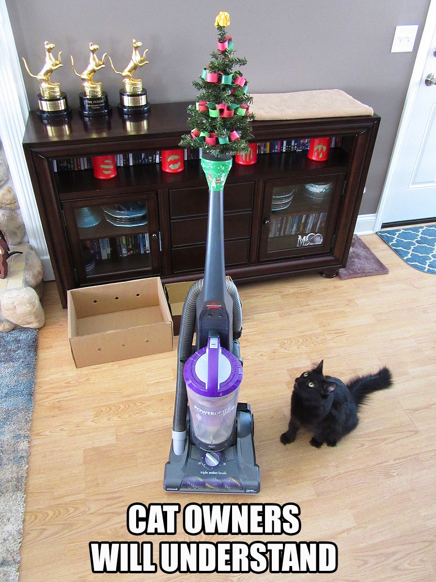 ColeTheBlackCat's tweet photo. You put the tree up yet? :)

#CatOwnersWillUnderstand #ColeAndMarmalade #ThanksgivingWeek https://t.co/hCWCDjm30n
