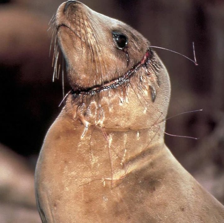 Muchos animales sufren lesiones por redes de pesca perdidas en nuestros #MaresLimpios.
Casi la mitad de la contaminación plástica en los océanos es conformada por redes de pesca de nylon que aún abandonadas atrapan y continúan causando lesiones o asfixia a miles de vidas marinas.