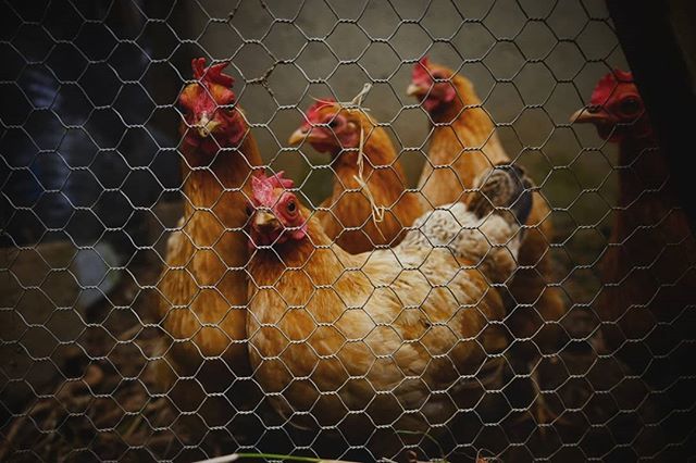 G'night girls .
•
•
•
•
•
#backyardpoultrymag #chickens #fluffybutts #iamcountryside #fluffybuttfriday #chickensofinstagram #chickensofig #poultryofinstagram #poultrypose #farmlife #homegrown #mygarden #veggiepatch #organic #organicgardening #org… ift.tt/2PDPnFY