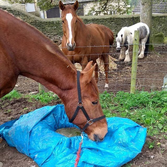 m_genetica's tweet photo. Reposting @equinetherapycenter: - via @Crowdfire 
Copper Bobby and Jack inspecting our 'desensitising' tarpaulin. They've decided it's not so scary after all!
#horses #equinetherapy #equineassistedpsychotherapy #equineassiatedlearnimg #equinefaciliatatedtherapy #ponies https://t.co/osyBfrluV6