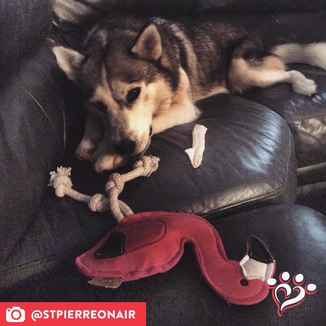 MuttNation's tweet photo. Who's your couch buddy? Nani has her flamingo. ๐ #muttspotlight
Save a mutt. Shop MuttNation:
https://t.co/iDvlAGAoag https://t.co/dQIVqy4SRf